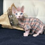 Кошачьи рубашки для кошек - Бамбино носит рубашку