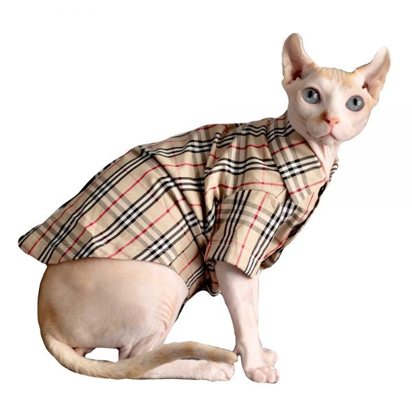 Katzenhemden für Katzen-Sphynx trägt Hemd