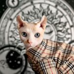 Camicie per gatti-Sphynx indossa una camicia