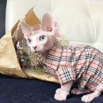 Camicie per gatti-Bambino indossa una maglietta