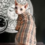 Camicie per gatti-Sphynx indossa una camicia
