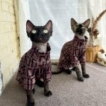 Hemden für Katzen - Devon Rex trägt ein Hemd von Fendi