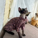 Shirts for Cats-Devon Rex wears fendi shirt