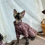 Hemden für Katzen - Devon Rex trägt ein Hemd von Fendi