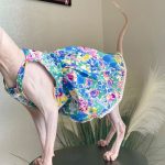 Sphynx Cat in Clothes | Lace Blue Skirt for Sphynx, Pet Cat Dresses