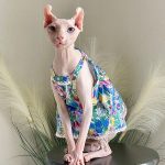 Sphynx Cat in Clothes | Lace Blue Skirt for Sphynx, Pet Cat Dresses