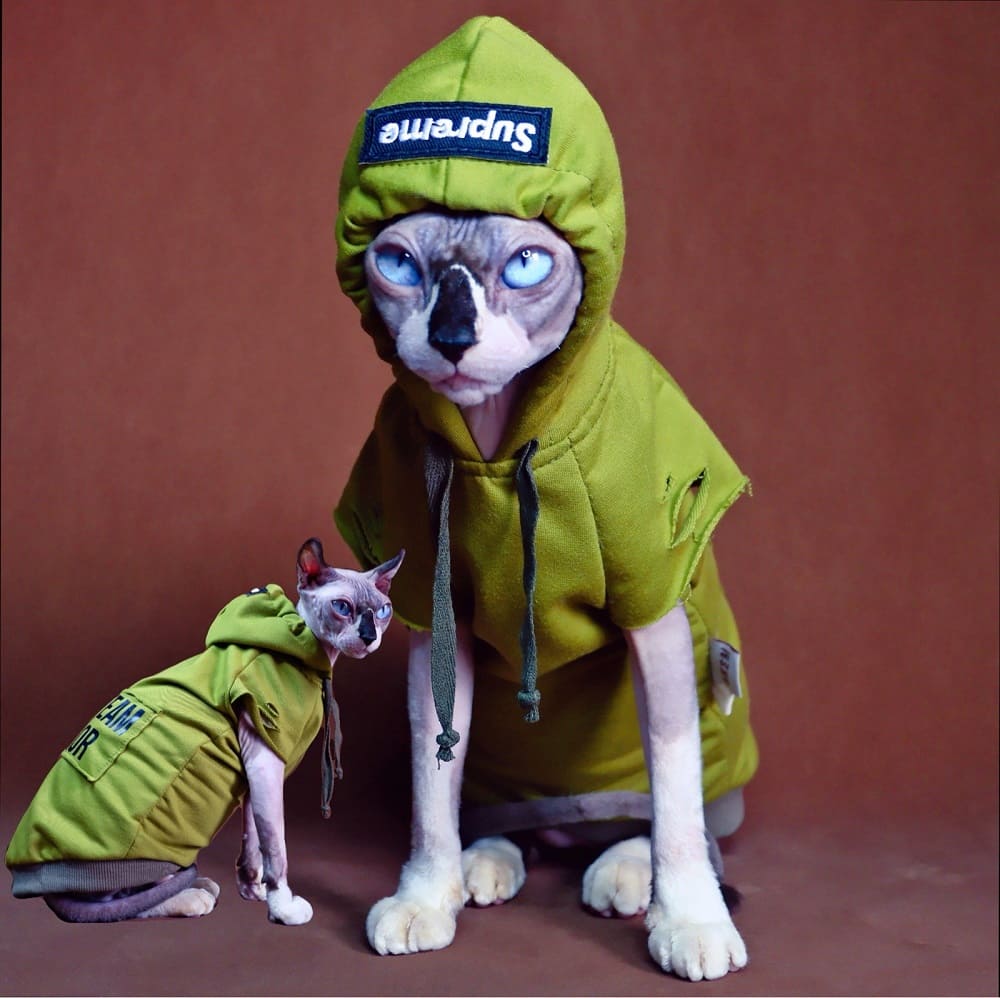 A “Must-Have” Daily hoodies for cats.
