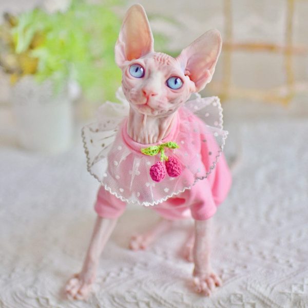 Cat T-shirt for Cats-Sphynx cat wears pink shirt