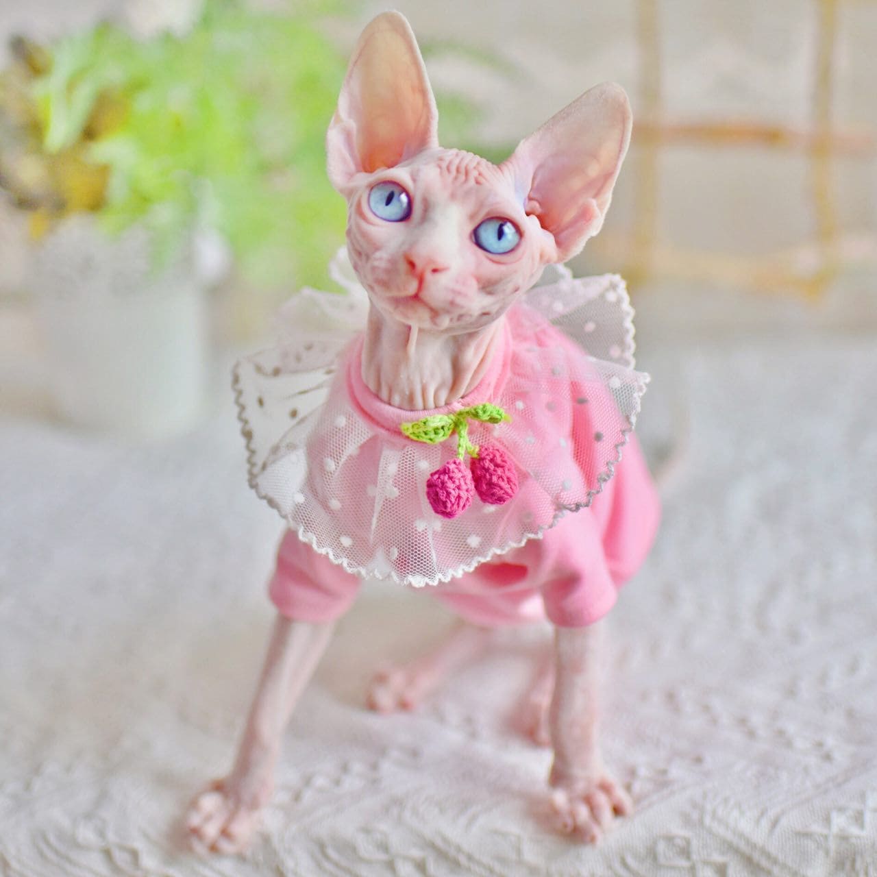 Футболка для кошек - кот Сфинкс одет в розовую футболку
