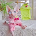 Camiseta para gatos-Sphynx el gato lleva una camiseta rosa