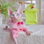 猫用Tシャツ-スフィンクス猫、ピンクのシャツを着る