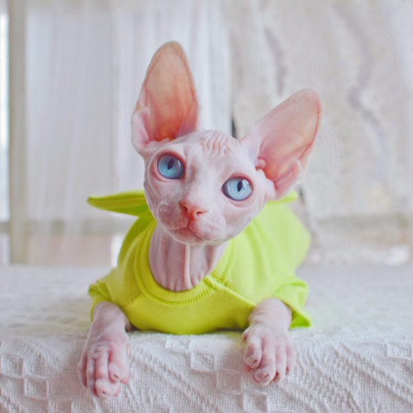 Рубашки для кота-сфинкса носят зеленую рубашку