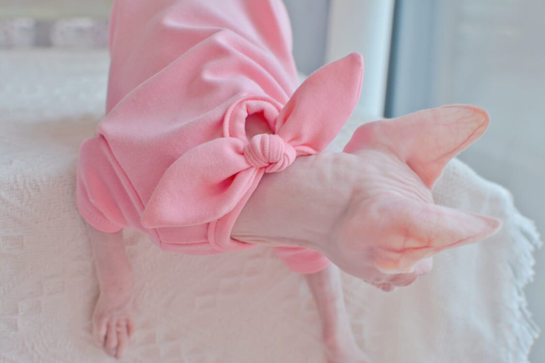 A “Must-Have” Daily shirts for cats.