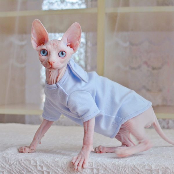 Camisas para Cat-Sphynx usam camisa azul
