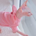 Shirts for Cat-Sphynx wear pink shirt