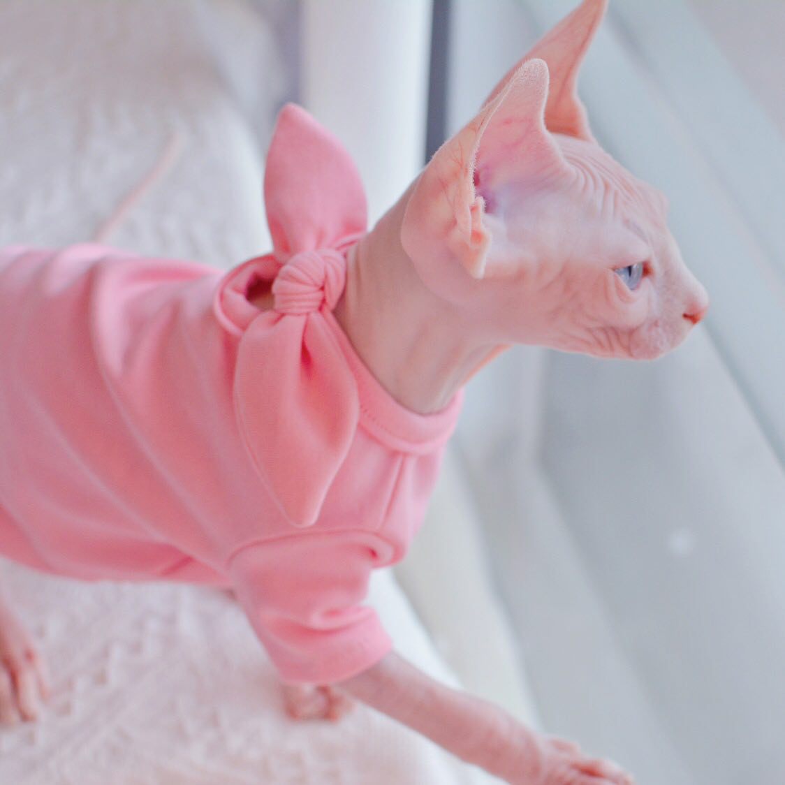 Camisas para Cat-Sphynx usam camisa rosa
