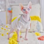 Band Shirts for Cats-Sphynx wears white shirt