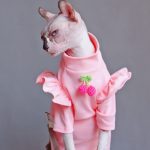 Shirt for Kitten-Sphynx wear shirt