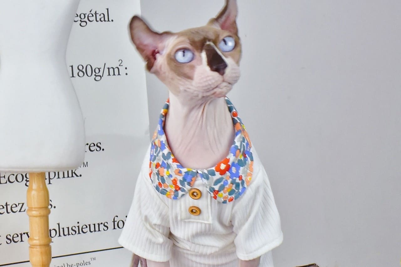 Cute Shirts for Cats-Sphynx wear white shirt