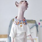 Camisas giras para Cats-Sphynx usam camisa branca
