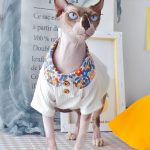 Camicie carine per gatti-Sphynx indossa una camicia bianca