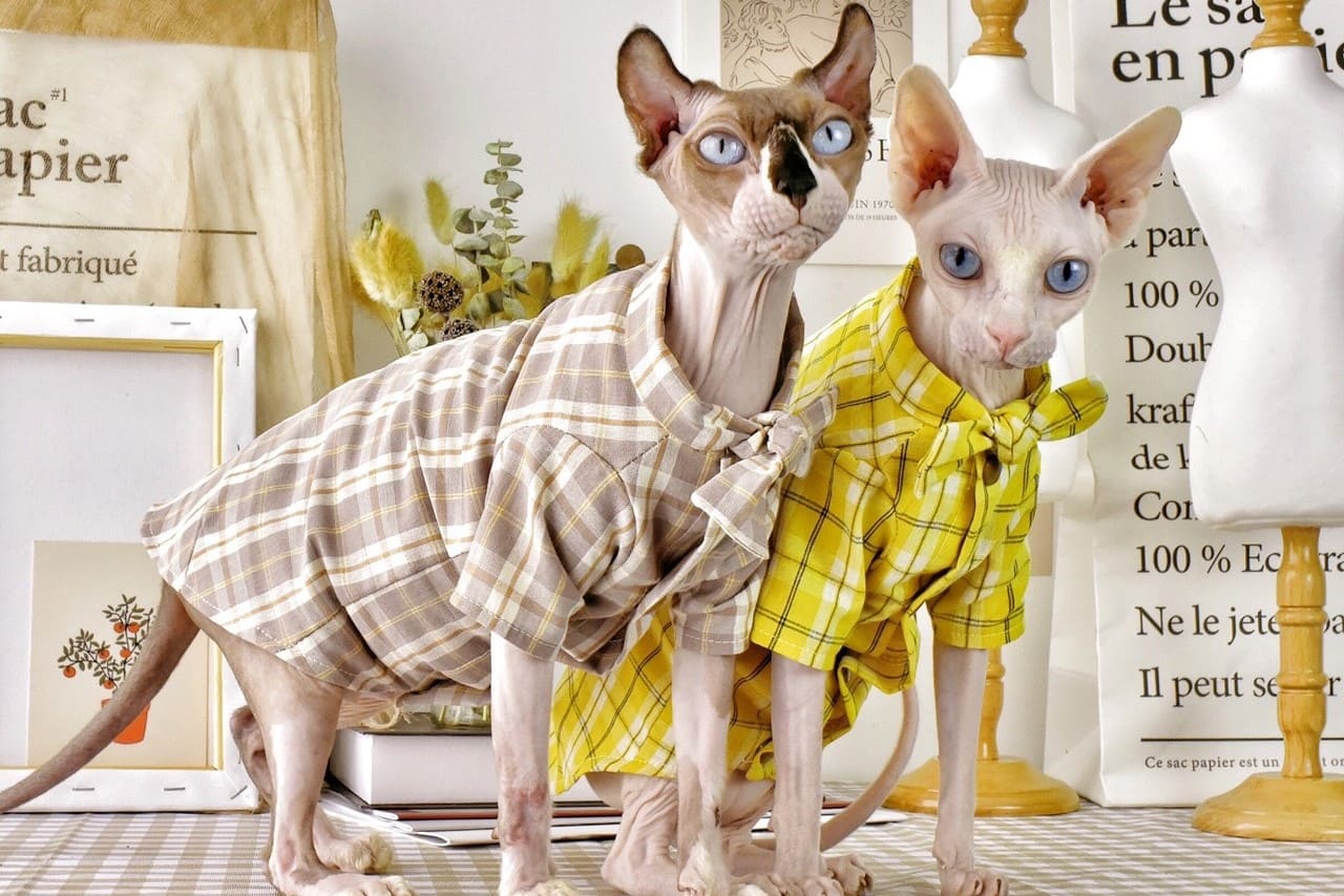 Flannel Shirt for Cats-Two Sphynx wear shirt