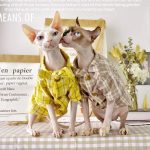 Camisa de Flanela para Gatos-Two Sphynx wear shirt