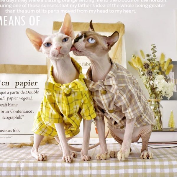 Chemise en flanelle pour chats - Deux Sphynx portent la chemise