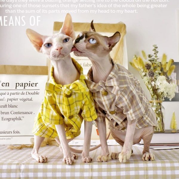 Camisa de Flanela para Gatos-Two Sphynx wear shirt