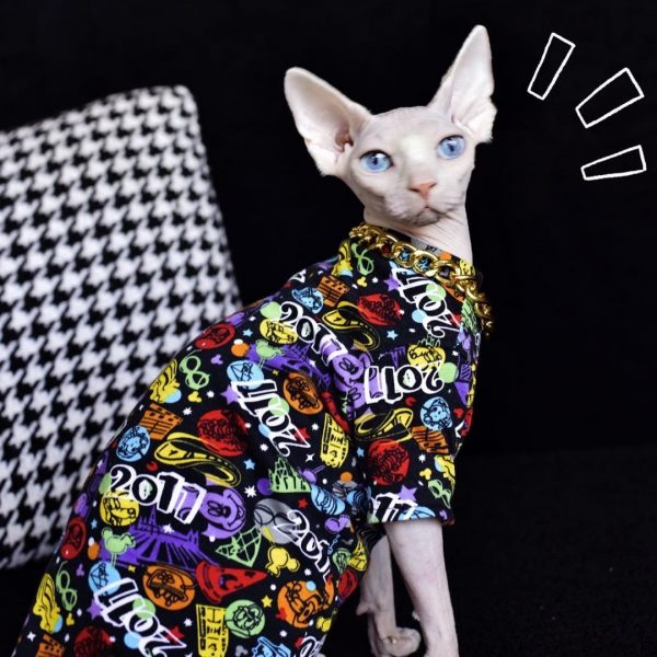 Camicie per gatti da indossare-Sphynx indossa la camicia