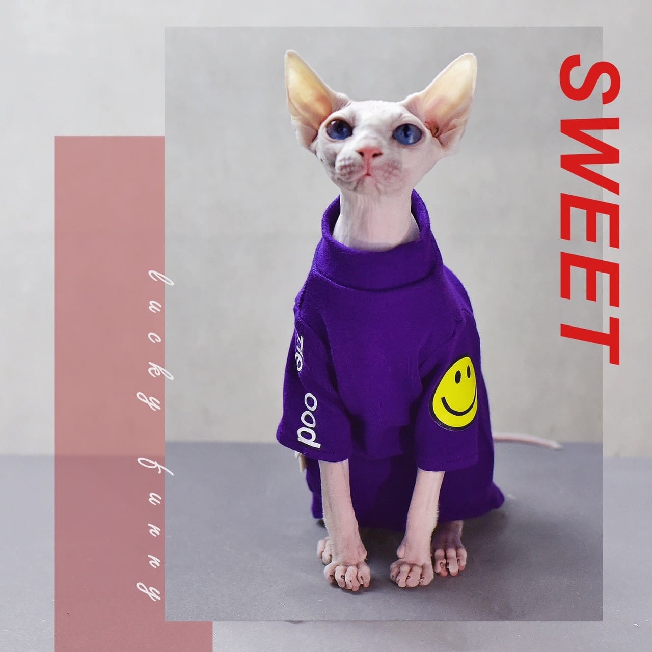 Shirt for Cat-Sphynx wear purple shirt