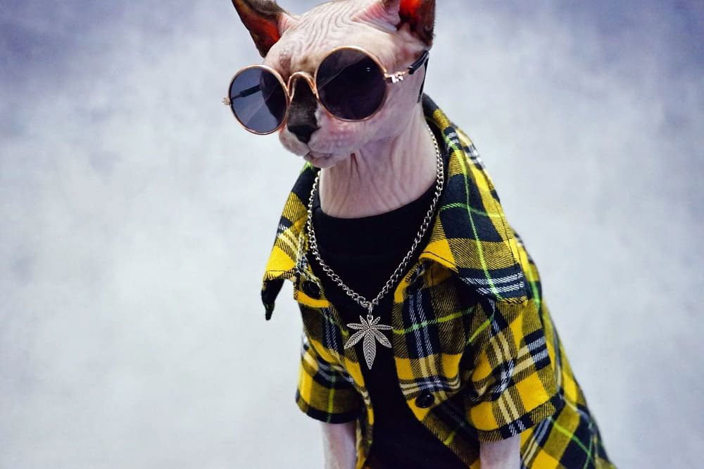 Veste pour chat | Sphynx Cat Jacket, Cool Plaid jacket suit yellow