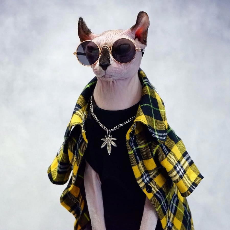 Chaqueta para un gato | Sphynx Cat Jacket, Cool Plaid traje de chaqueta amarilla