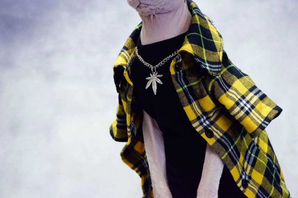 Jacket for a Cat | Sphynx Cat Jacket, Cool Plaid jacket suit yellow