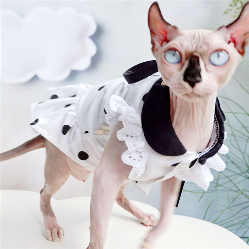 Платья для кошки-сфинкса надевает платье