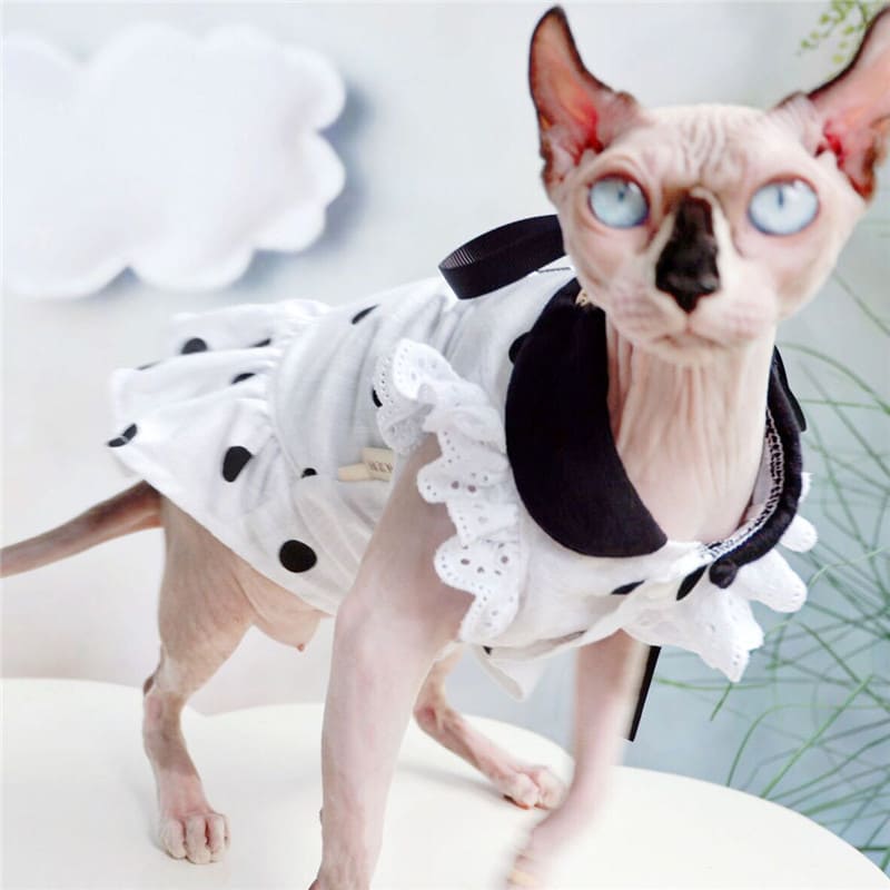 Hairless Cat Models Designer Clothes 