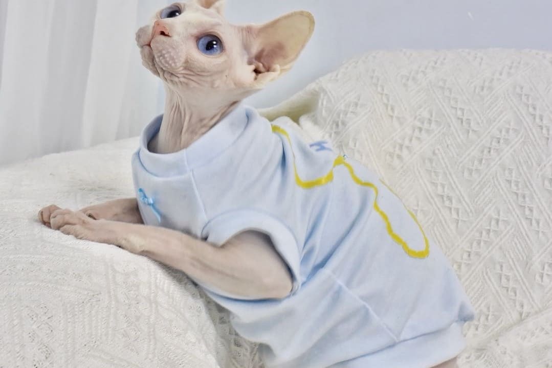 Funny Shirts for Cats-Sphynx wear bear shirt