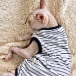 Katze Sommerweste & Tank Top für Sphynx | Halter atmungsaktiv grau gestreift