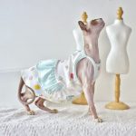 Vestidos para Cats-Sphynx usa vestido azul