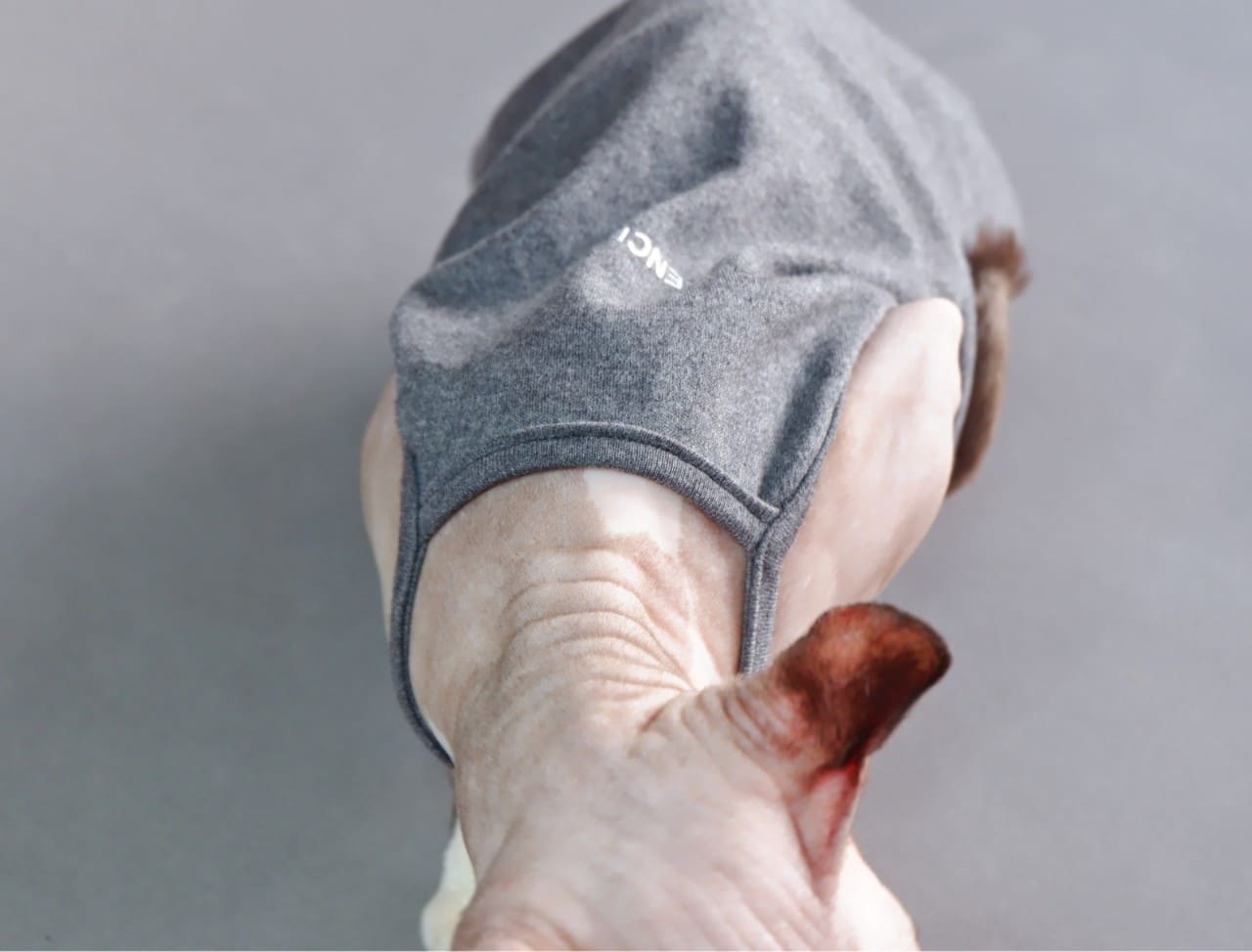 Sphynx cat-tank top halter,Classic stain-resistant gray