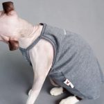 Sphynx Sommer Tank Top | Atmungsaktives ärmelloses Shirt für Sphynx Katze