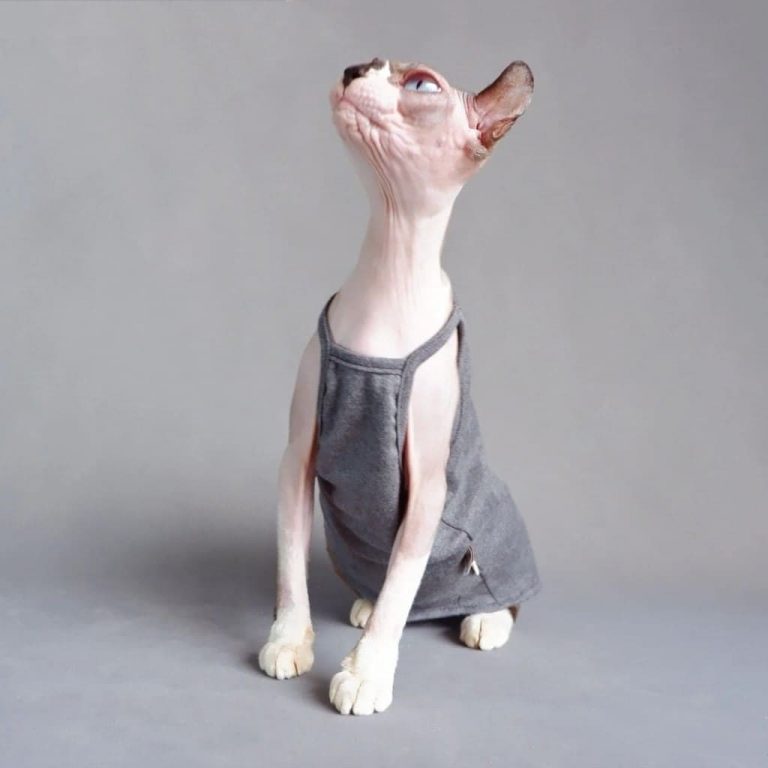 Cat Wearing Shirt Cat in Shirt, Cat Shirt for Cats, Sphynx Cat Shirt