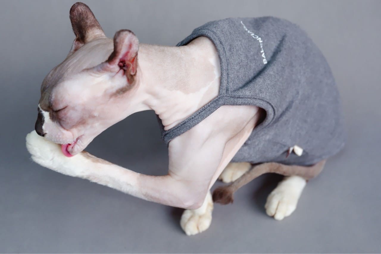 Sphynx cat-tank top halter,Classic stain-resistant gray