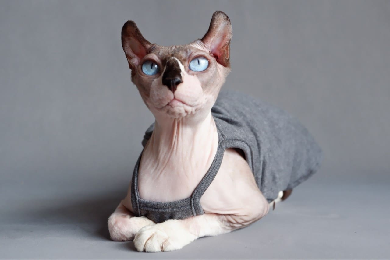 Sphynx Summer Tank Top | Chemise sans manches respirante pour chat Sphynx