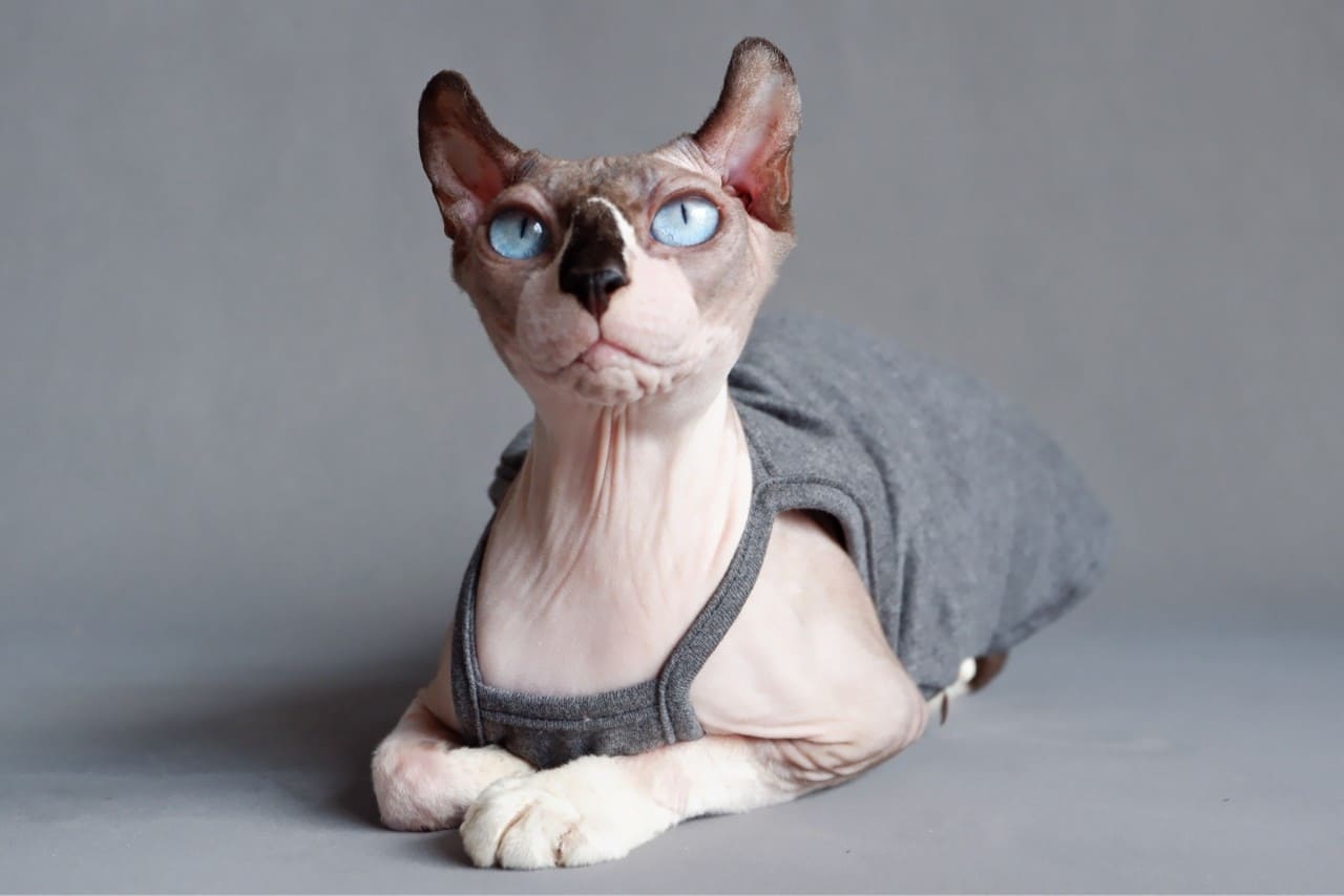 Sphynx Sommer Tank Top | Atmungsaktives ärmelloses Shirt für Sphynx Katze