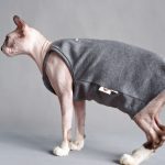 Летняя майка для сфинкса | дышащая рубашка без рукавов для кошки сфинкса