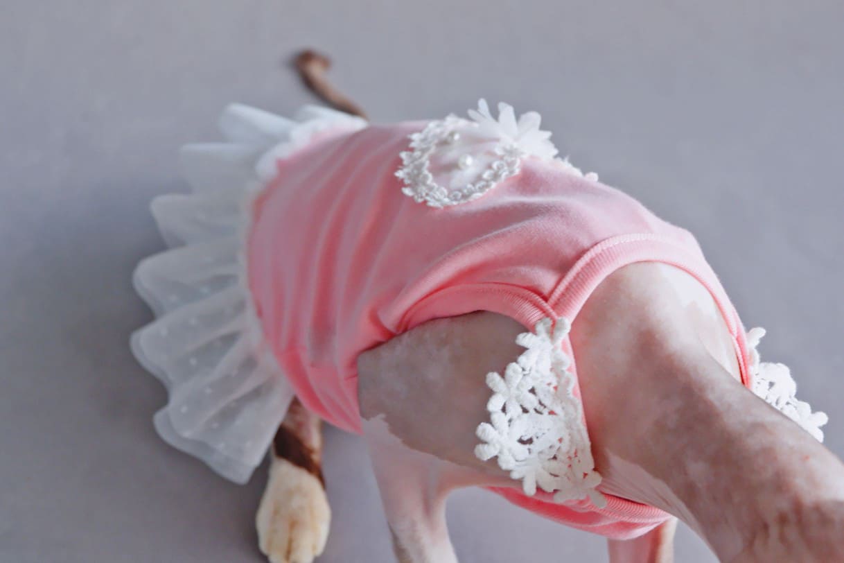 A “Must-Have” Daily cat dress.
