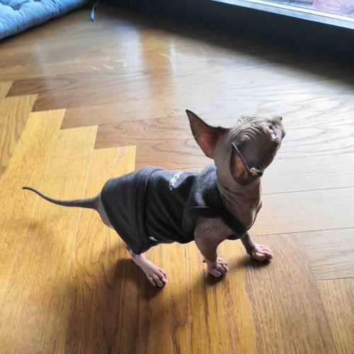 Sphynx Summer Tank Top-Resistant Gray photo review