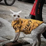 Street Fashion Shirt for Cats