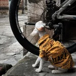 Street Fashion Shirt for Cats